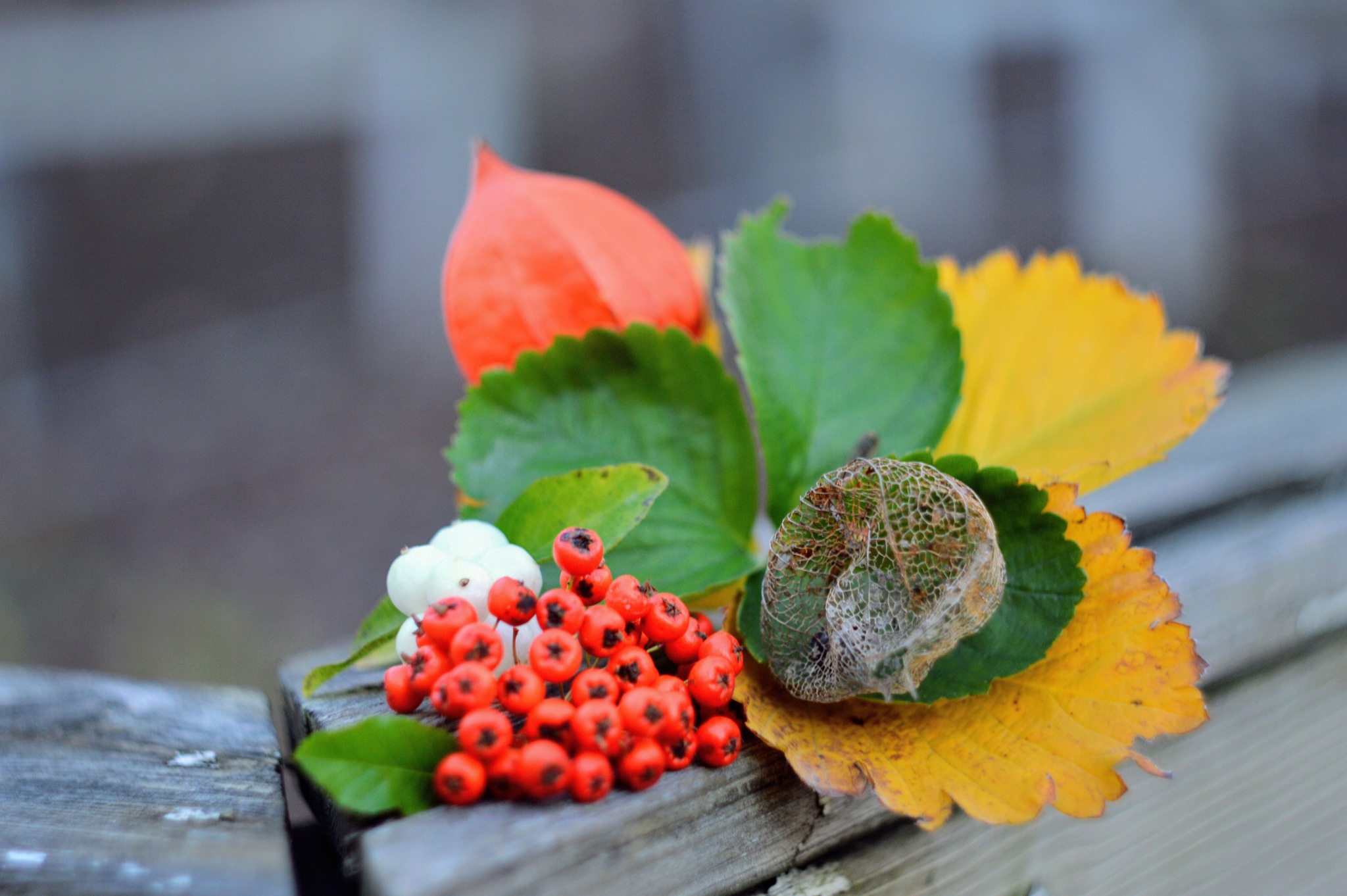 Rowan bonfire) - My, Rowan, Autumn, Autumn leaves, The photo, Beginning photographer, Physalis, Flashlight, Snowberry, , Berries, Longpost