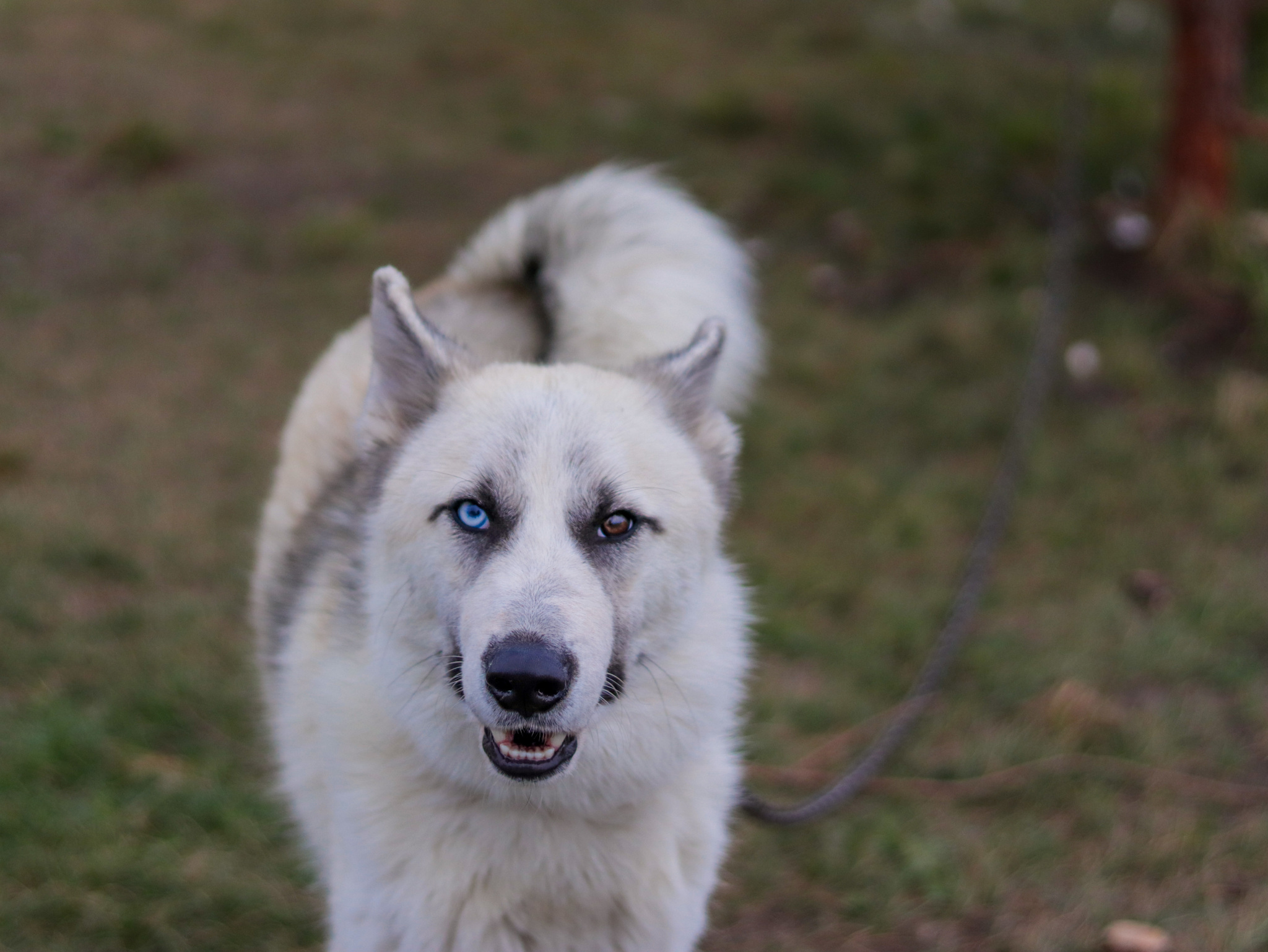 Husky - My, Canon, Wolf, Husky, Dog, Lightroom, Laika, Longpost