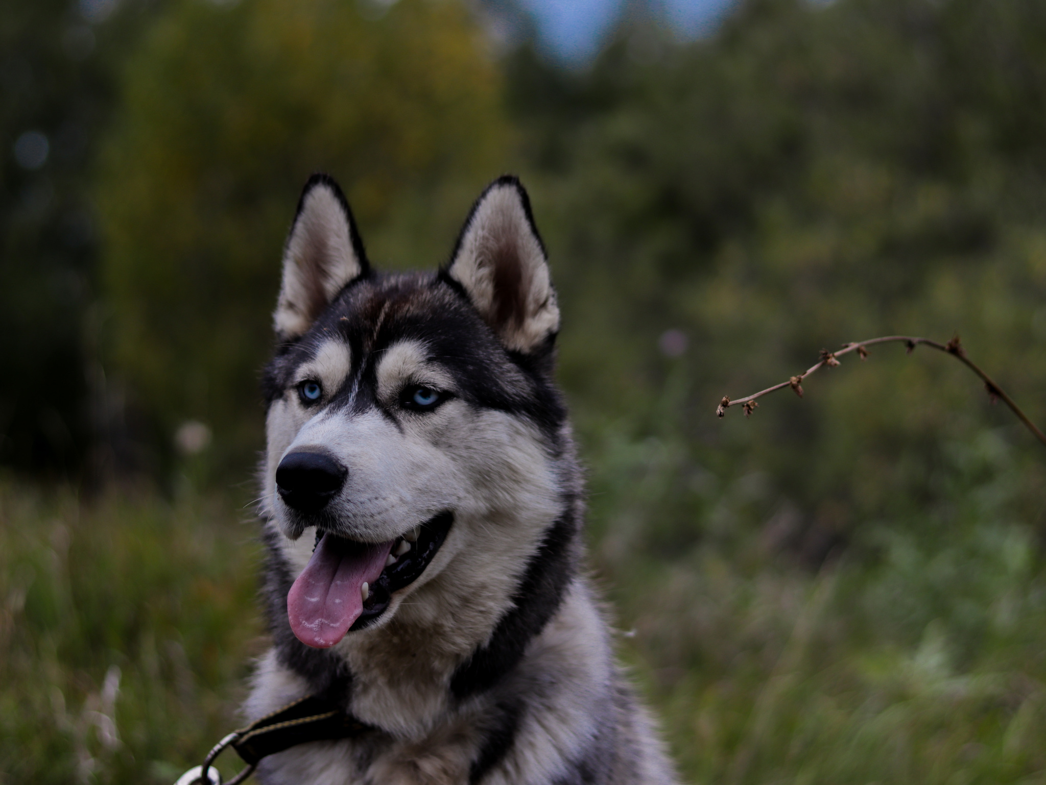 Husky - My, Canon, Wolf, Husky, Dog, Lightroom, Laika, Longpost