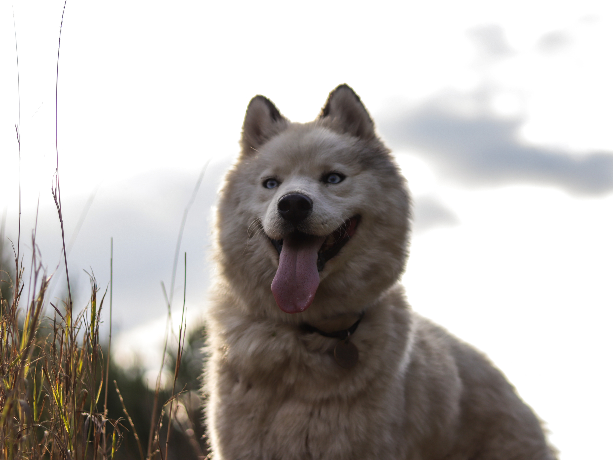 Husky - My, Canon, Wolf, Husky, Dog, Lightroom, Laika, Longpost