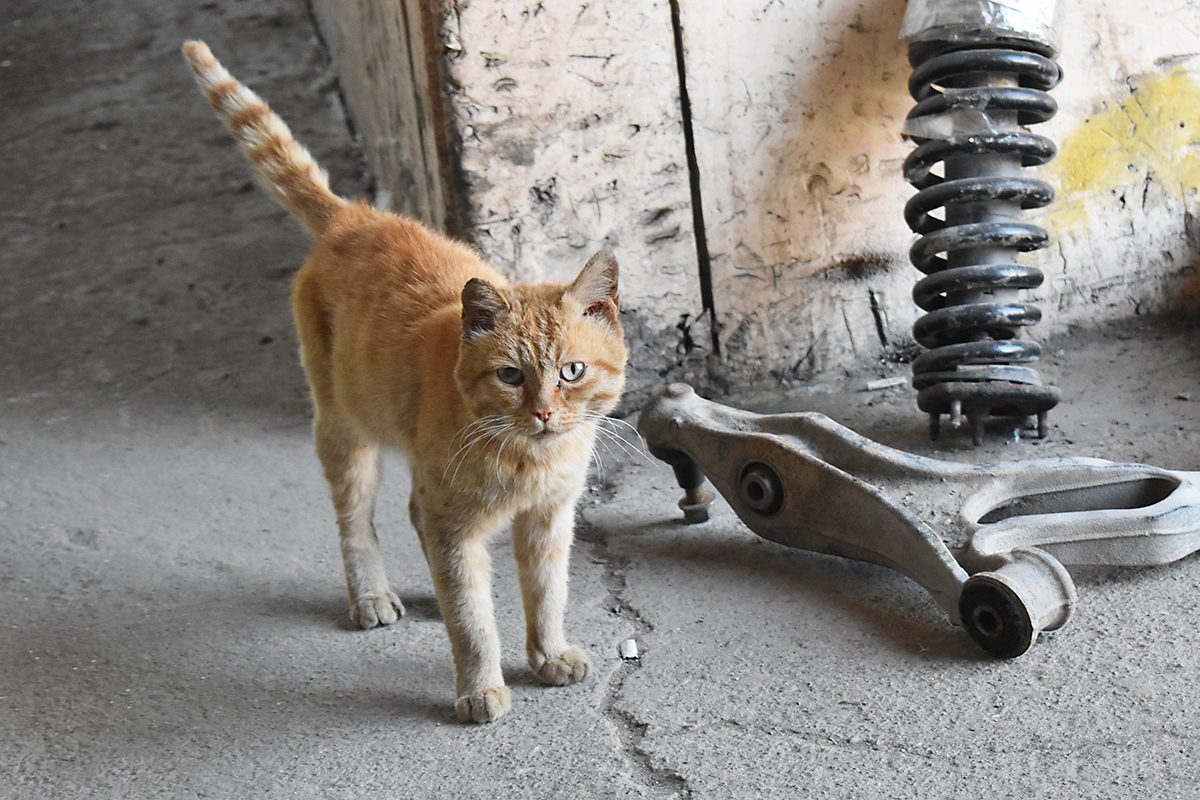 Continuation of the post Red Cat - My, cat, Redheads, Sausage, Reply to post, Longpost