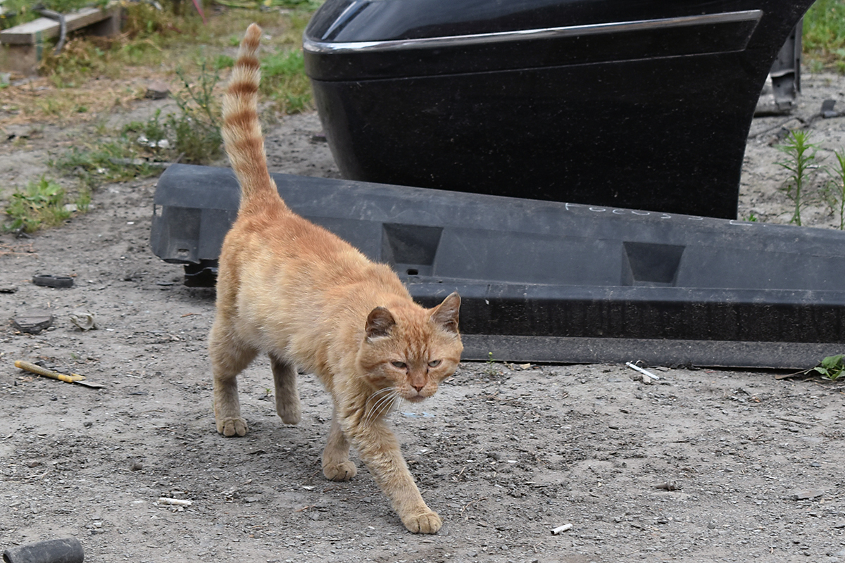 Continuation of the post Red Cat - My, cat, Redheads, Sausage, Reply to post, Longpost