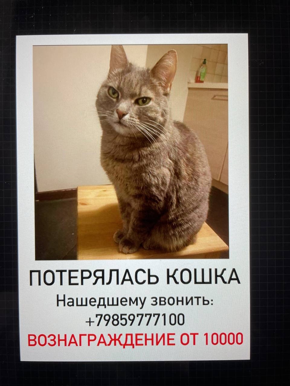 Missing cat, Moscow, Chelyabinskaya street 3 [Found] - My, No rating, The strength of the Peekaboo, Help, cat, Lost cat