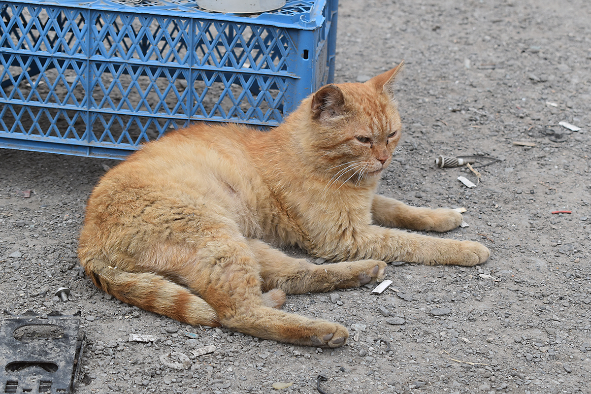 Continuation of the post Red Cat - My, cat, Redheads, Sausage, Reply to post, Longpost