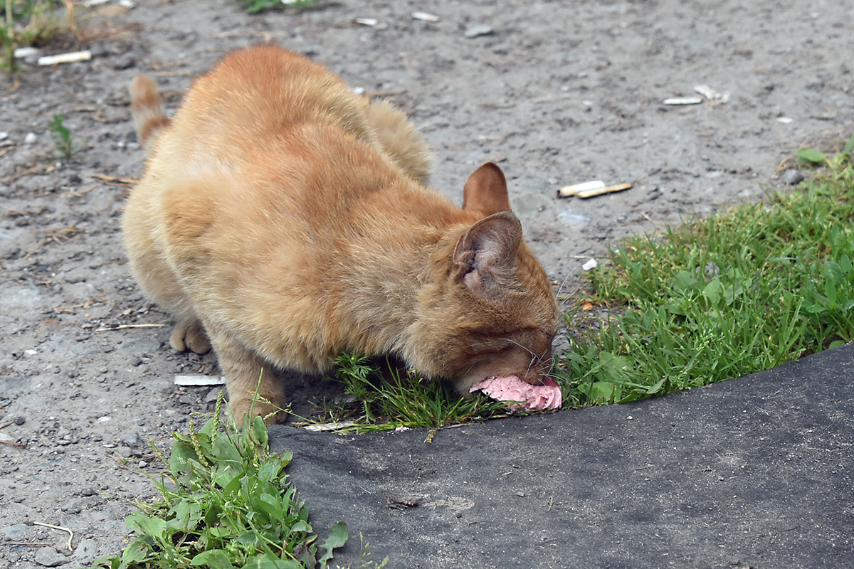 Continuation of the post Red Cat - My, cat, Redheads, Sausage, Reply to post, Longpost