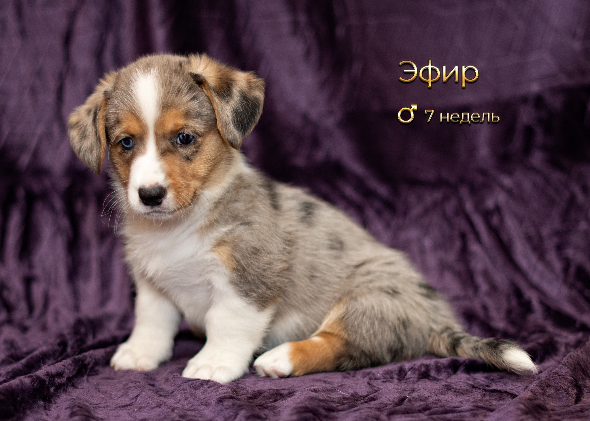 Welsh corgi cardigan puppies - My, Corgi, Puppies, Milota, Longpost