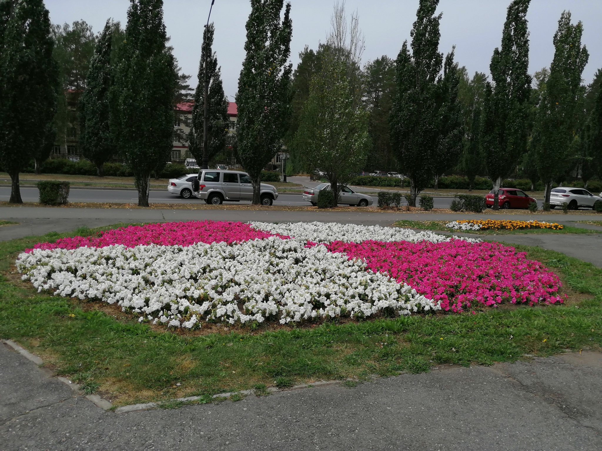 Beautiful, creepy - My, Petunia, Flower bed, Longpost