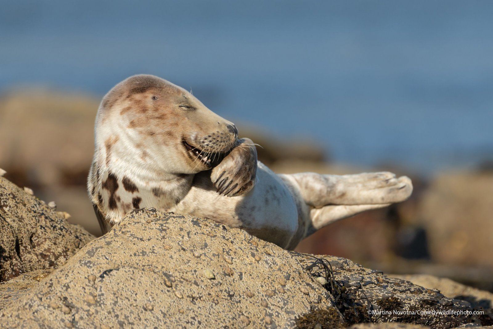 Finalists for Comedy Nature Photography Award 2021 - Animals, The photo, Funny animals, Humor, Longpost