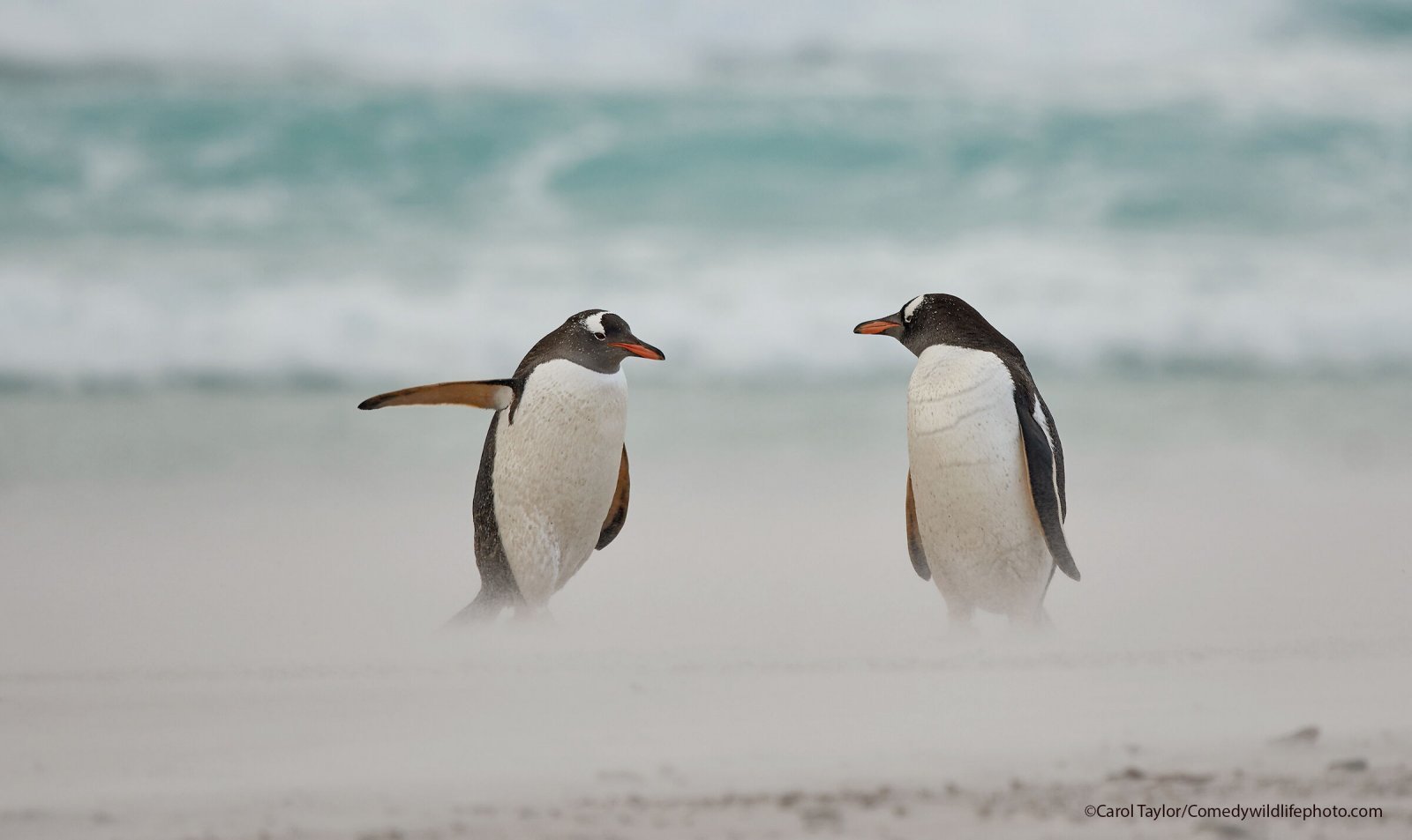 Finalists for Comedy Nature Photography Award 2021 - Animals, The photo, Funny animals, Humor, Longpost