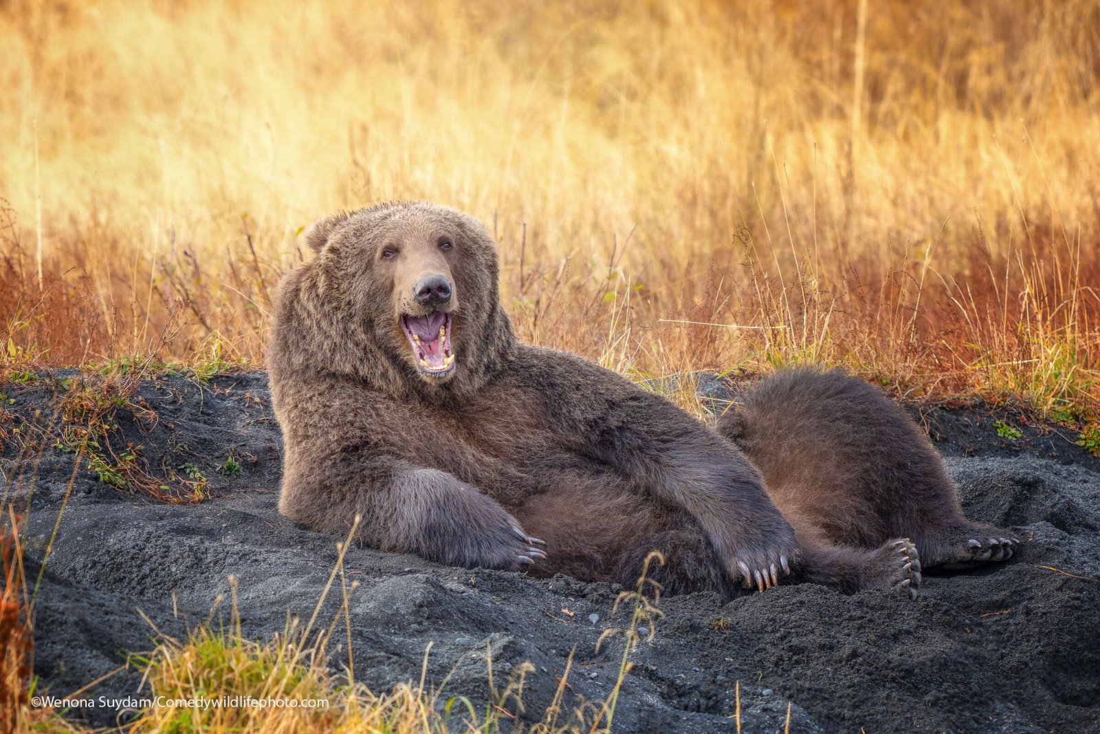 Finalists for Comedy Nature Photography Award 2021 - Animals, The photo, Funny animals, Humor, Longpost