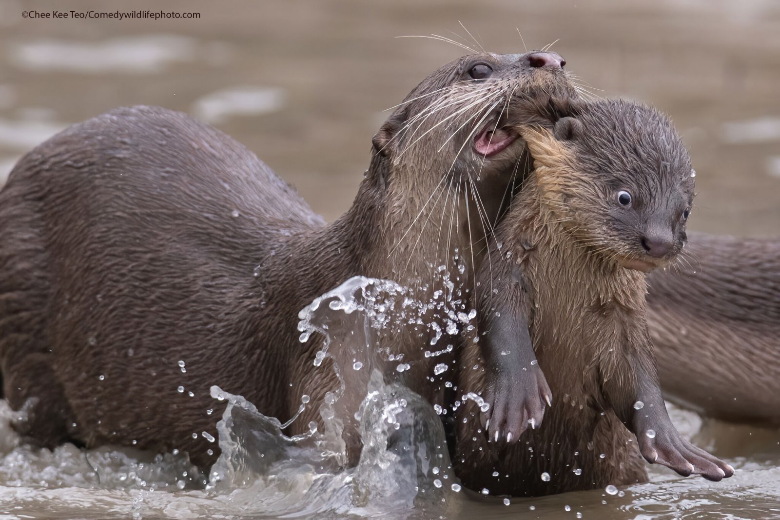 Finalists for Comedy Nature Photography Award 2021 - Animals, The photo, Funny animals, Humor, Longpost