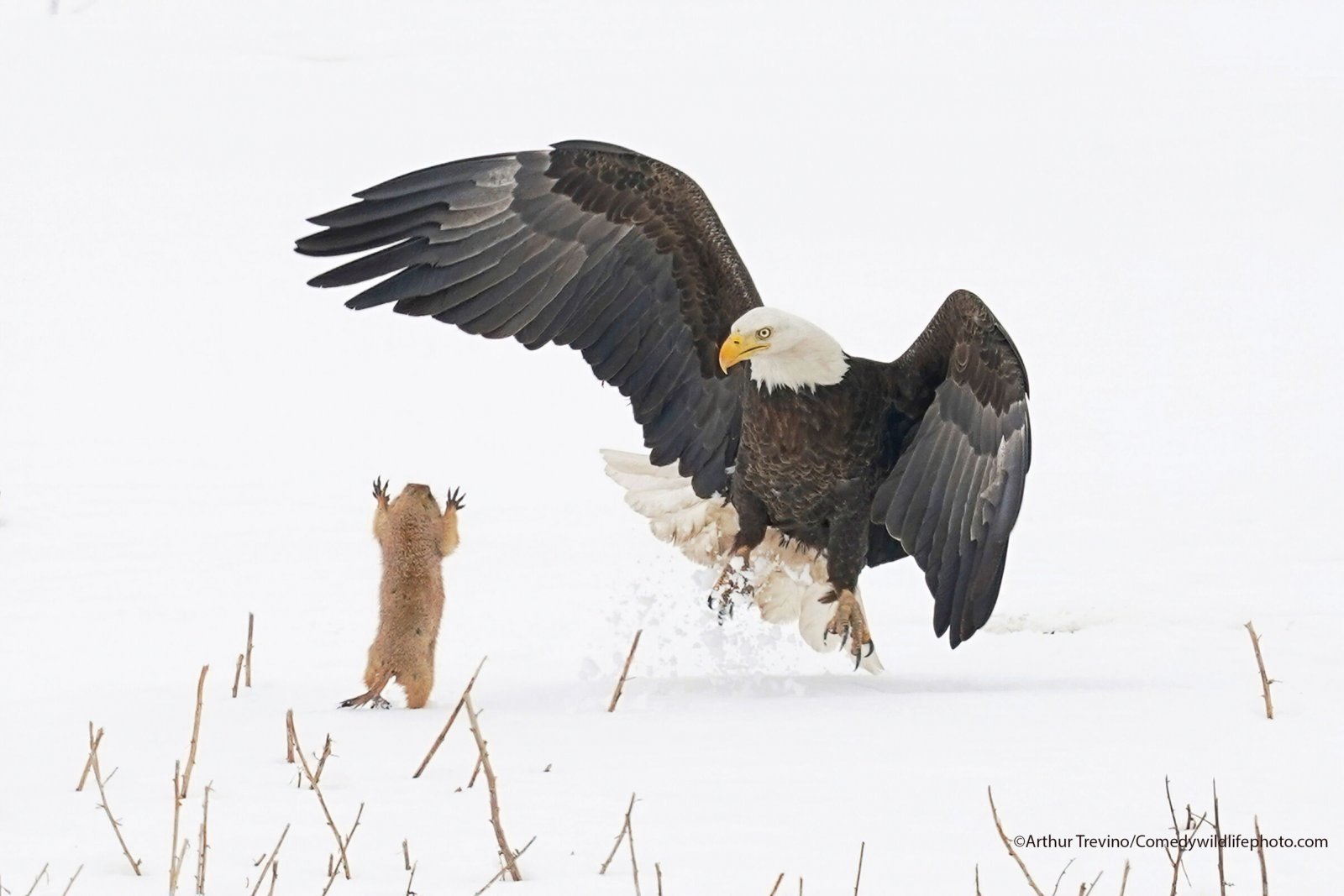 Finalists for Comedy Nature Photography Award 2021 - Animals, The photo, Funny animals, Humor, Longpost