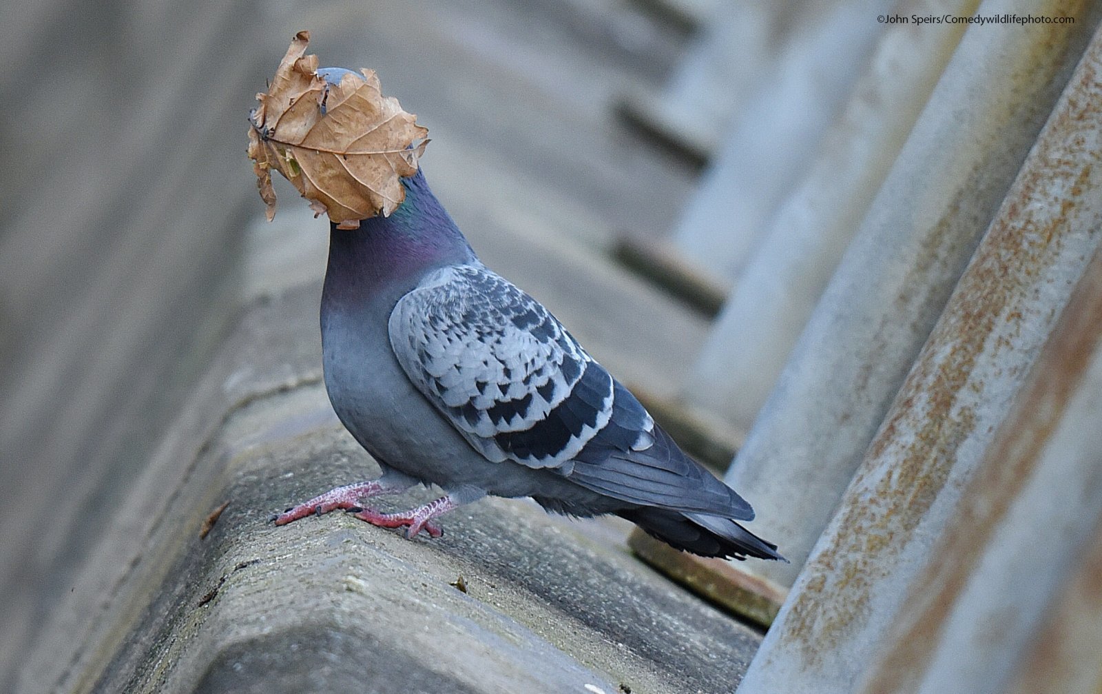 Finalists for Comedy Nature Photography Award 2021 - Animals, The photo, Funny animals, Humor, Longpost