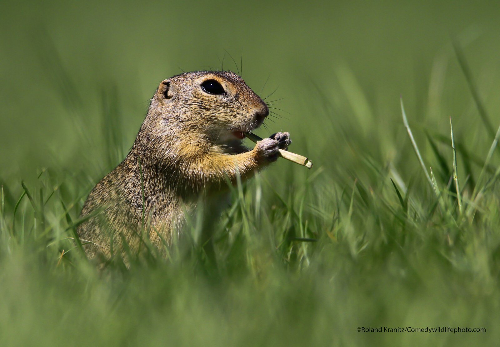 Finalists for Comedy Nature Photography Award 2021 - Animals, The photo, Funny animals, Humor, Longpost