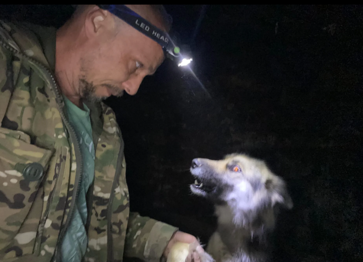 Rescued a village mongrel who fell into a deep cellar in an abandoned house - My, Animal Rescue, Dog, Abandoned, Longpost, Yandex Zen