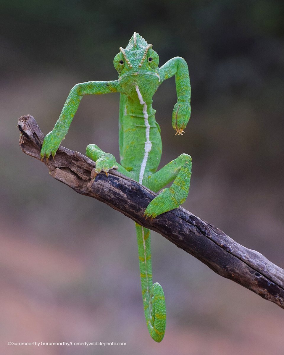 Finalists for Comedy Nature Photography Award 2021 - Animals, The photo, Funny animals, Humor, Longpost