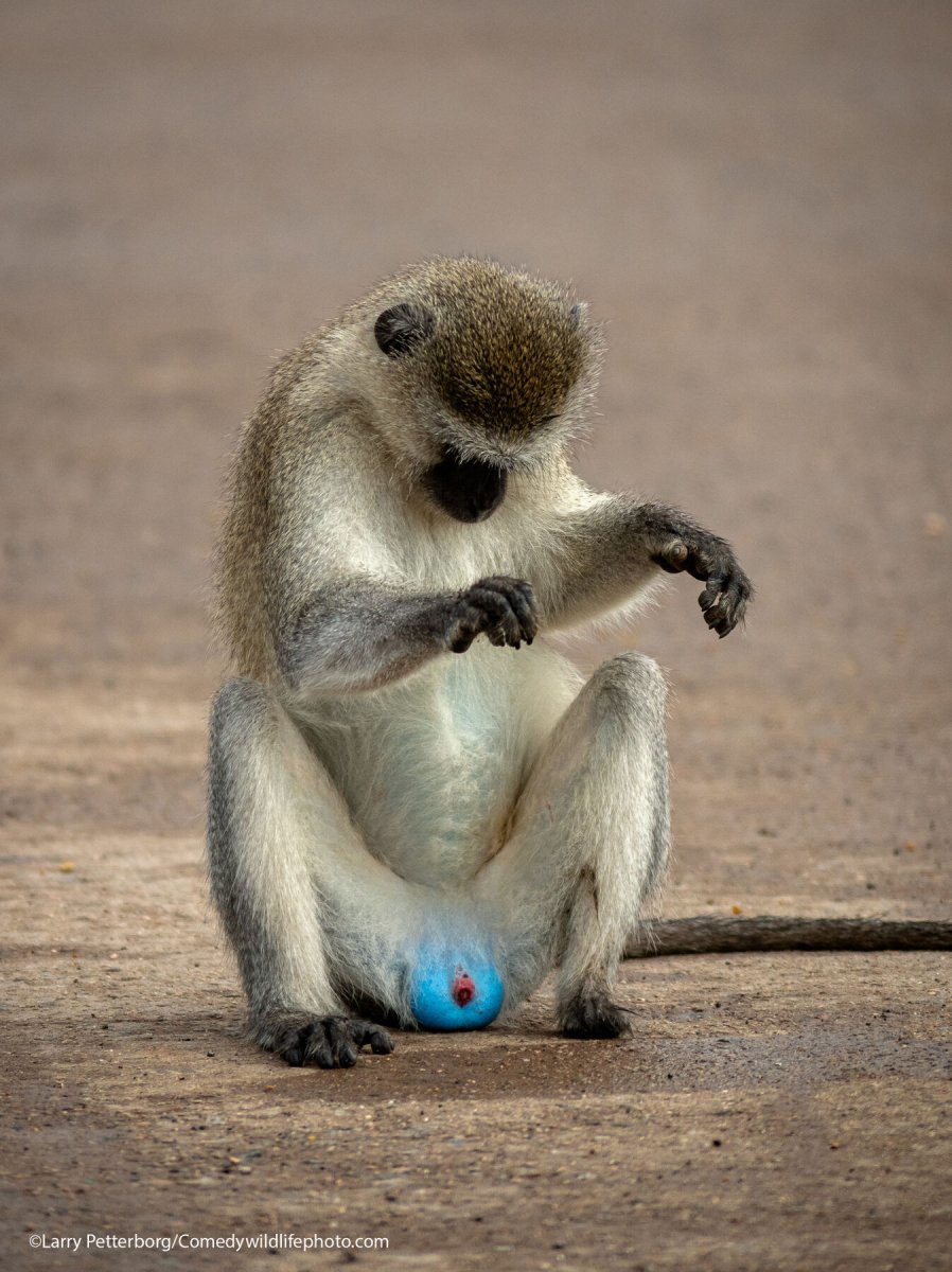 Finalists for Comedy Nature Photography Award 2021 - Animals, The photo, Funny animals, Humor, Longpost