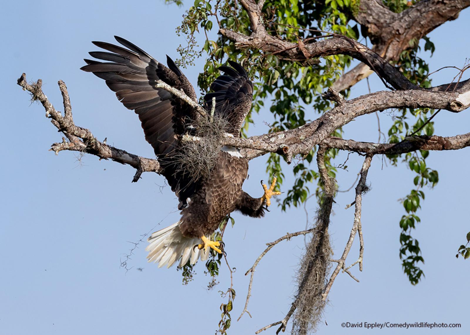 Finalists for Comedy Nature Photography Award 2021 - Animals, The photo, Funny animals, Humor, Longpost