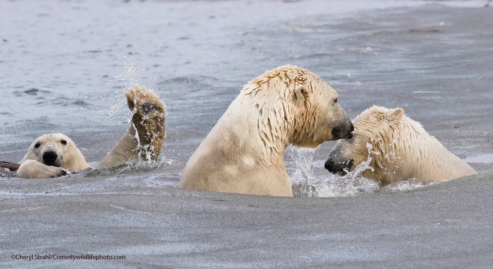 Finalists for Comedy Nature Photography Award 2021 - Animals, The photo, Funny animals, Humor, Longpost