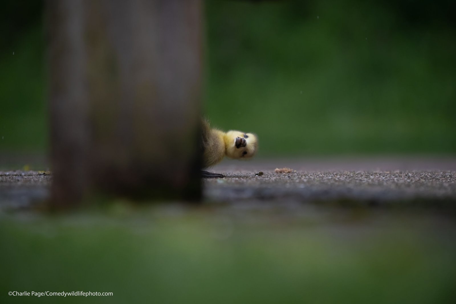 Finalists for Comedy Nature Photography Award 2021 - Animals, The photo, Funny animals, Humor, Longpost