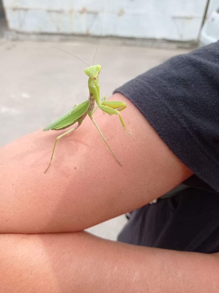 Mantis - My, Summer, The rescue, Mantis