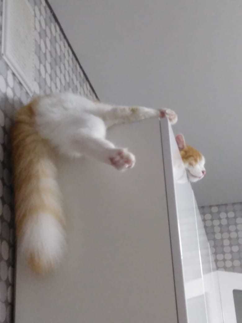 Everything is great here))) - My, cat, Tail, Redheads