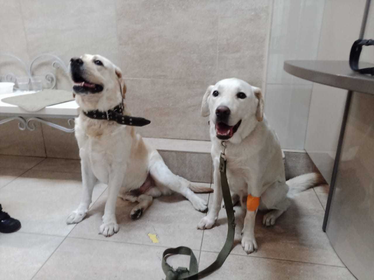 Labrador can be full! - My, Dog, Veterinary, Vomit, Life stories, Longpost, Binge eating