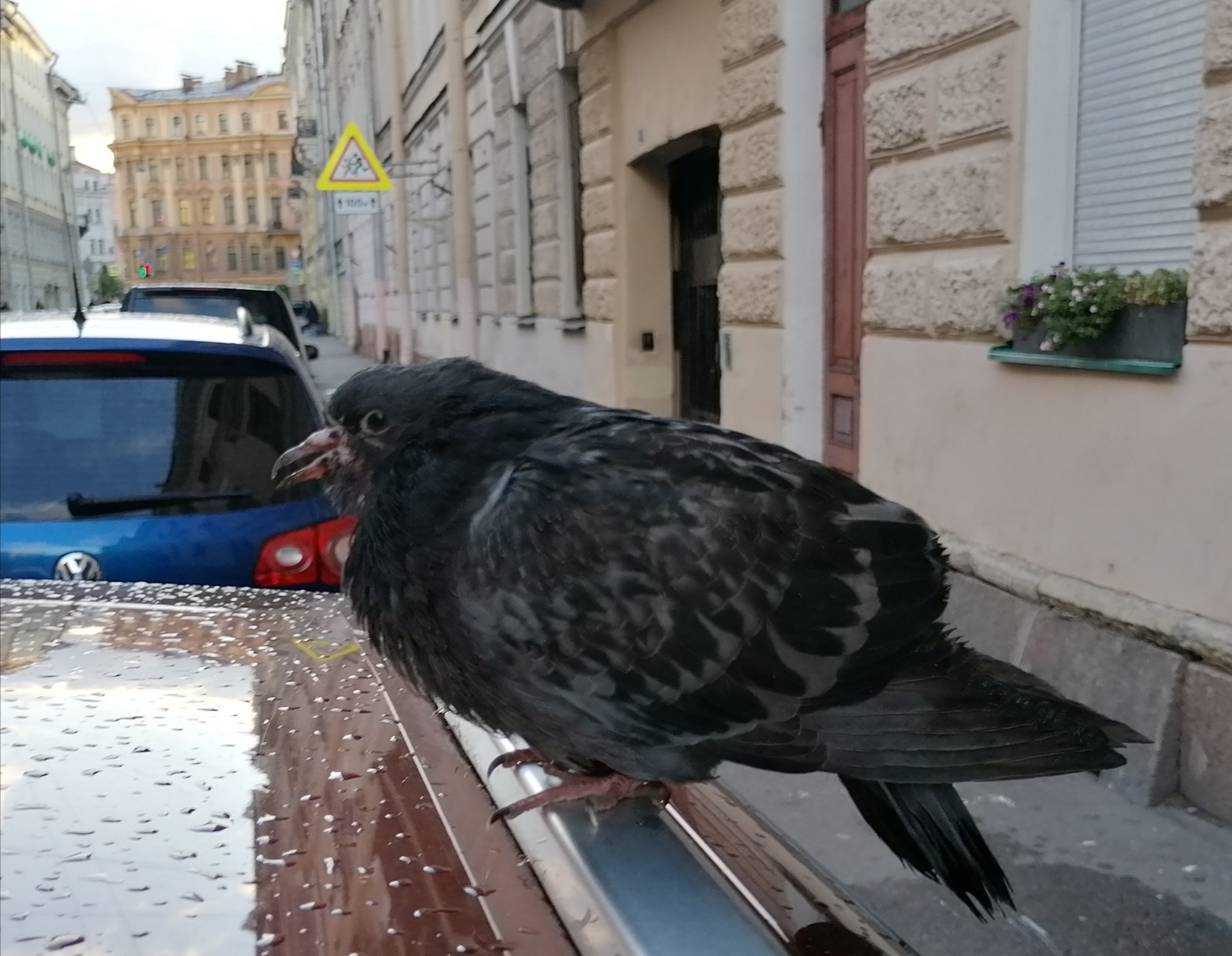 What are you ?! - My, Pigeon, What's this?, Mutant, 