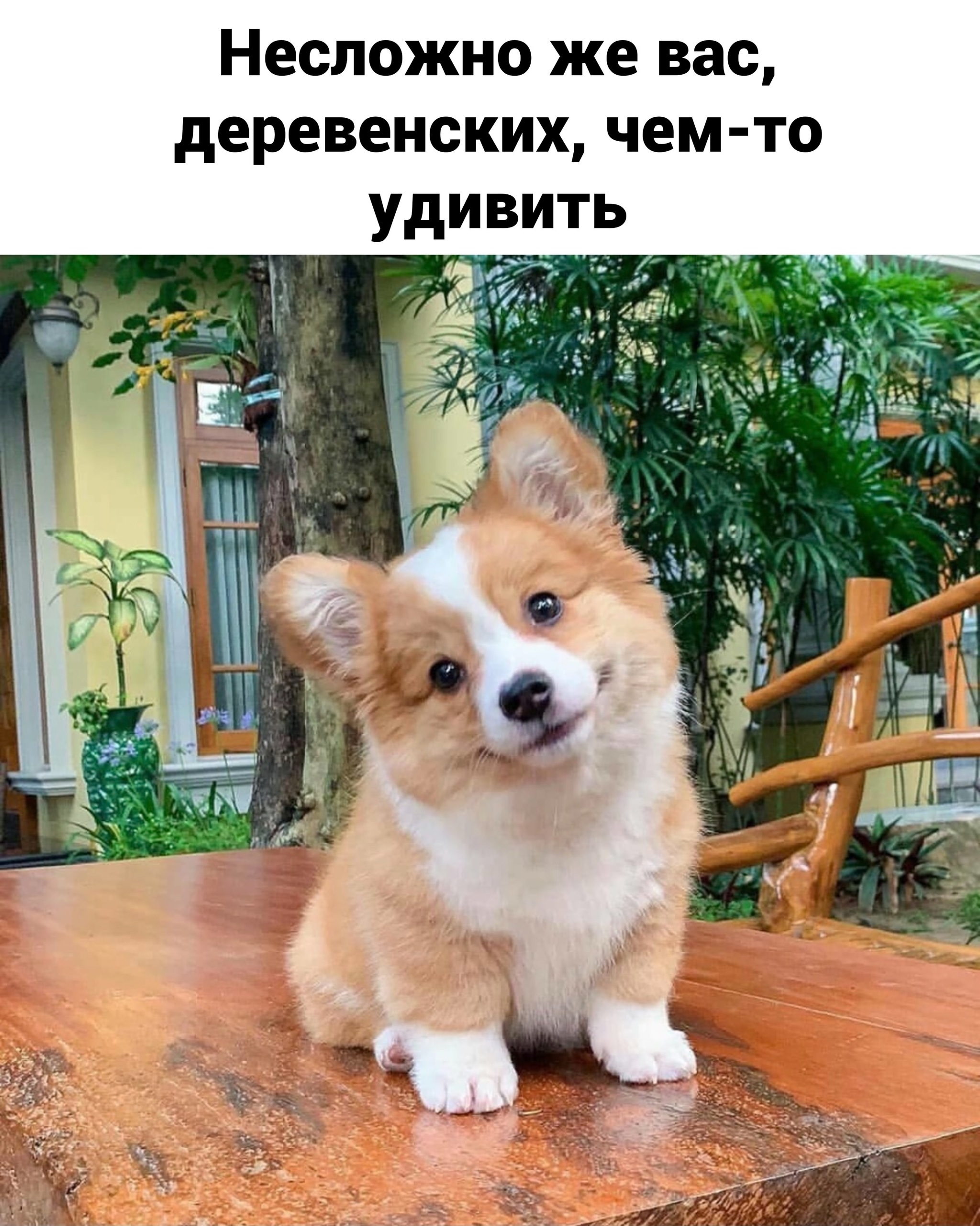 Surprise - Dog, Picture with text, Longpost, Puppies, Humor