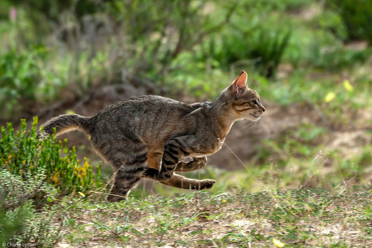 Африканская степная кошка | Пикабу