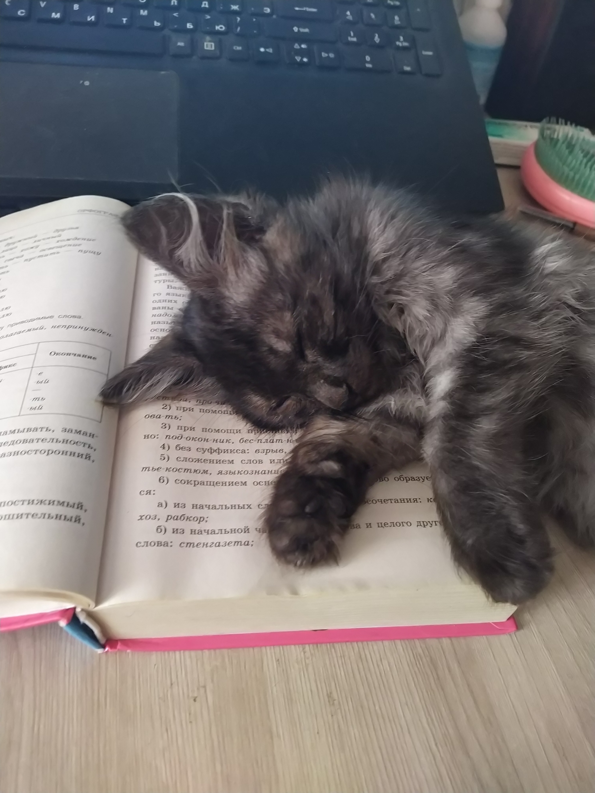 Scientist cat - My, cat, Books