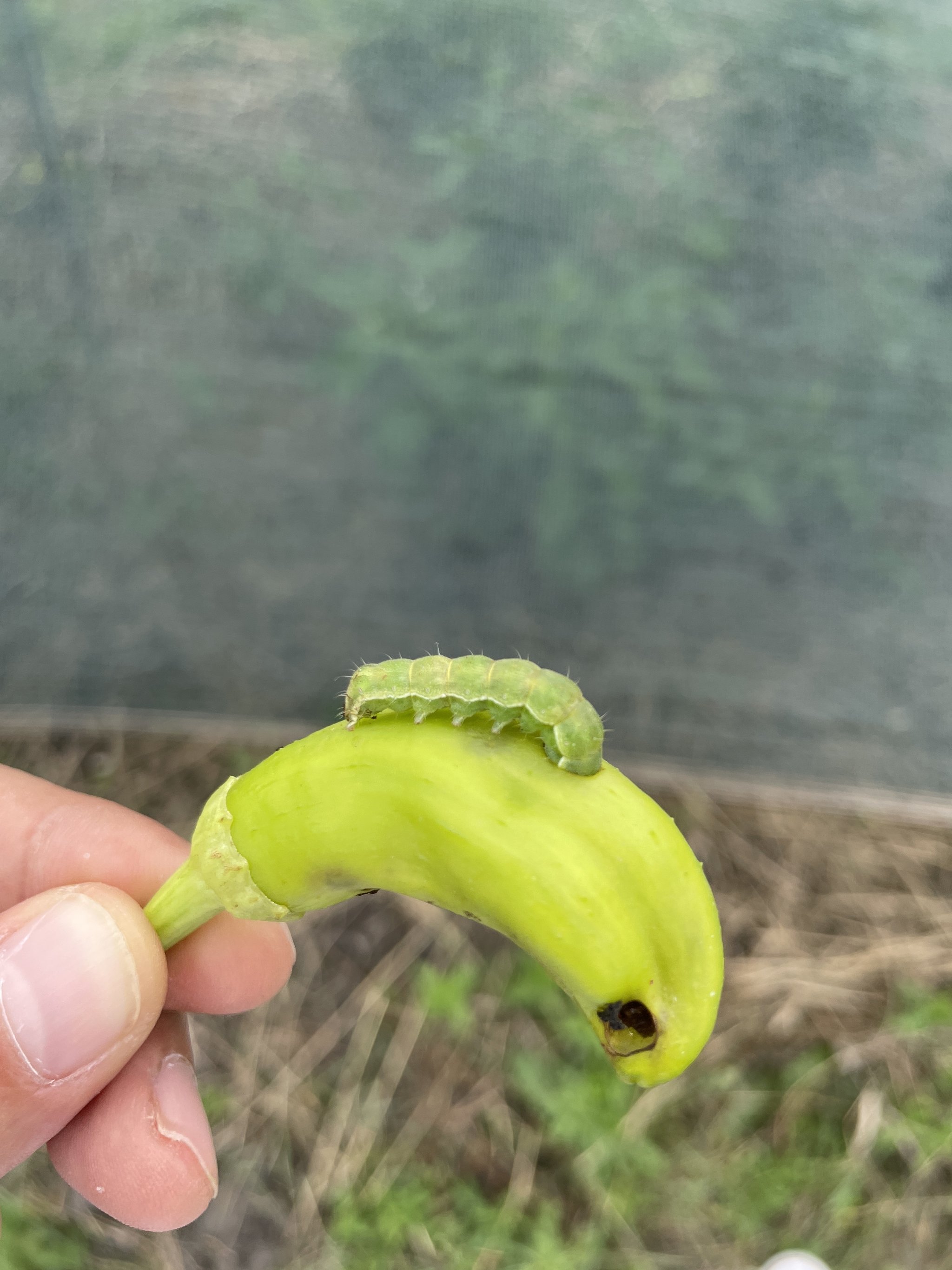 Interloper - My, Hot peppers, Caterpillar, Longpost