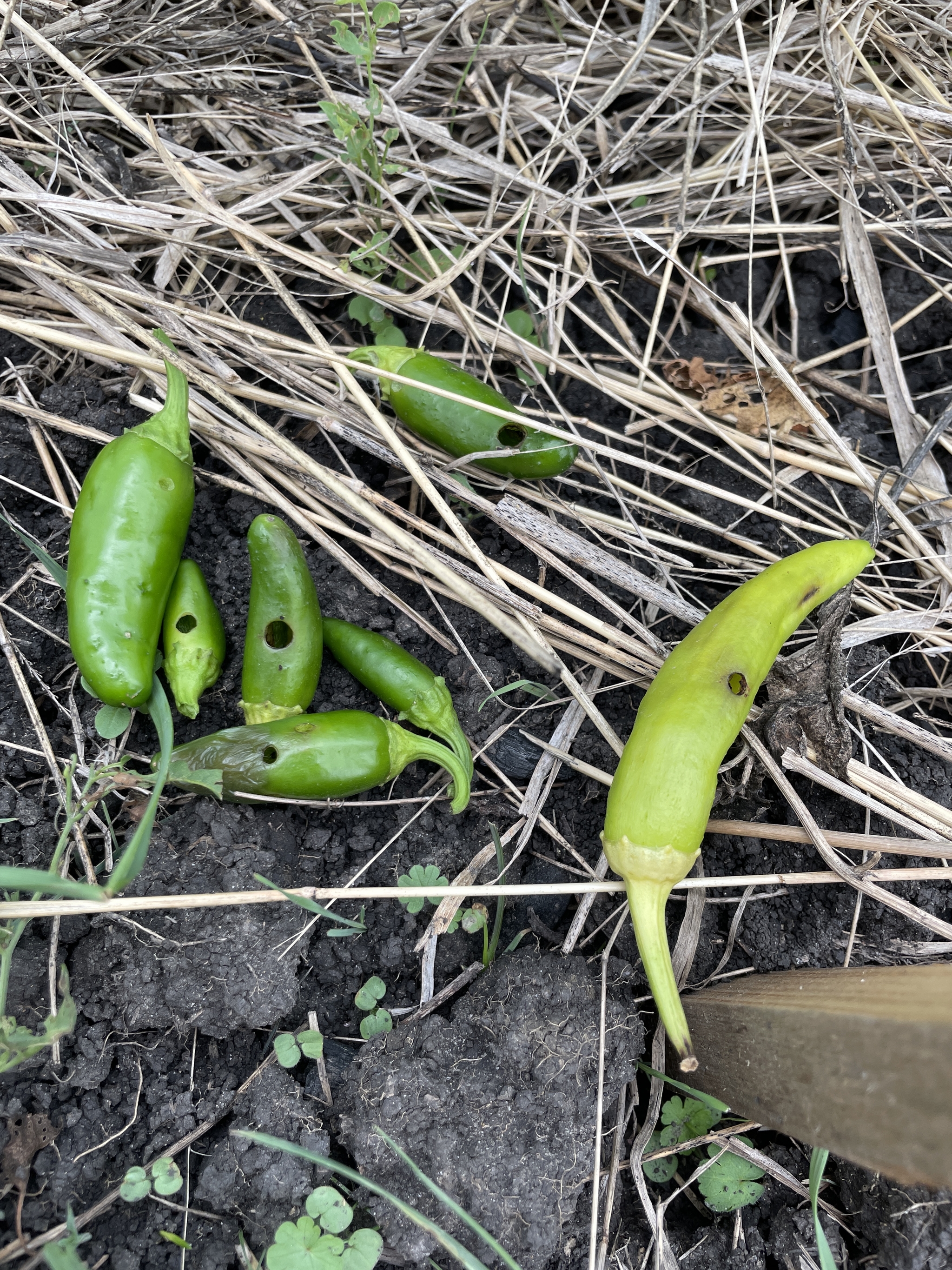 Interloper - My, Hot peppers, Caterpillar, Longpost