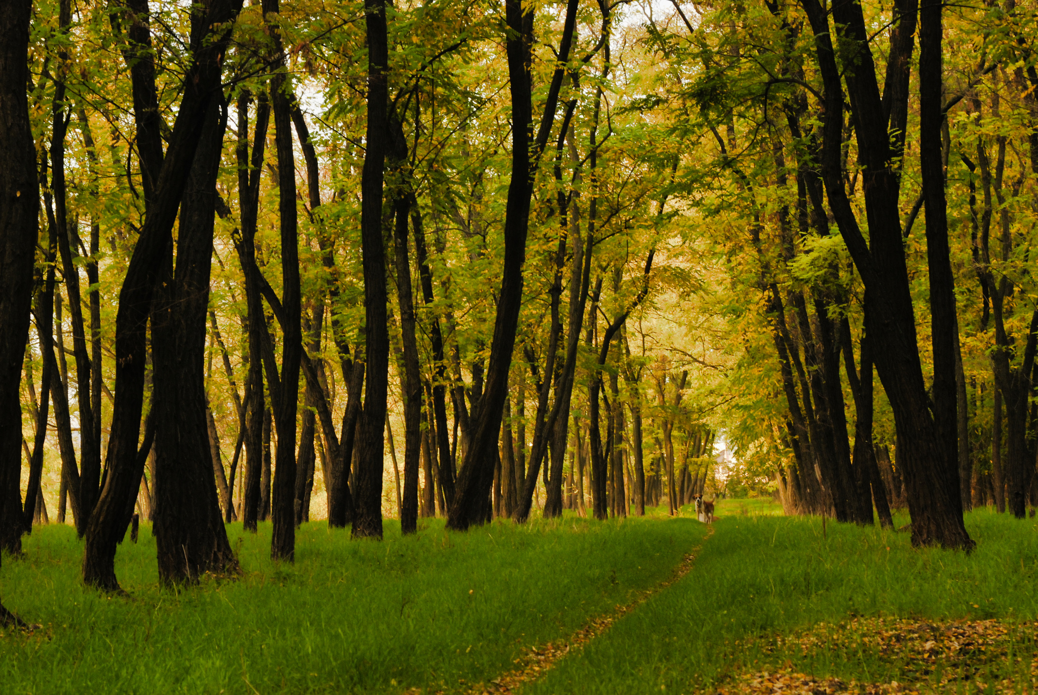 Autumn mood... - My, The photo, Rostov-on-Don, Autumn, The park, Morning