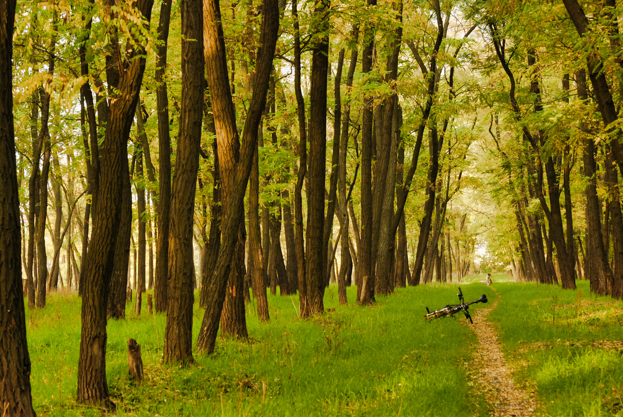 Autumn mood... - My, The photo, Rostov-on-Don, Autumn, The park, Morning