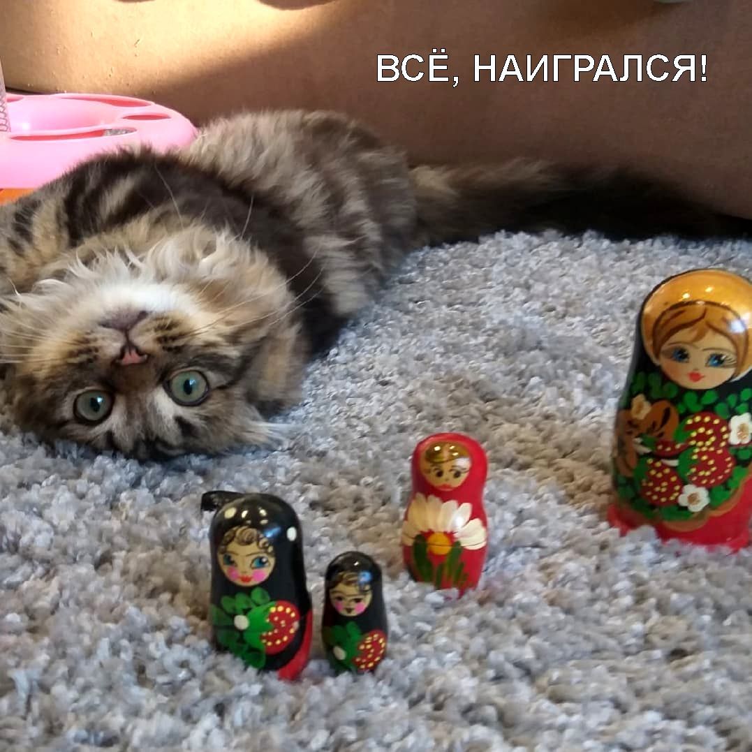 Cat Matryoshkin played enough! - Milota, cat, Kotoselfi, Kittens