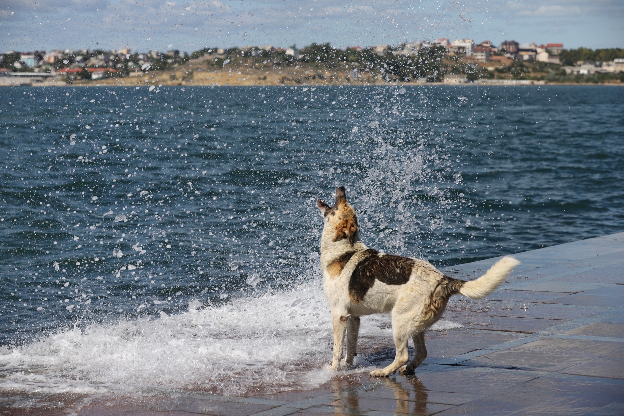 Just enjoying life... - Dog, Black Sea, Sevastopol