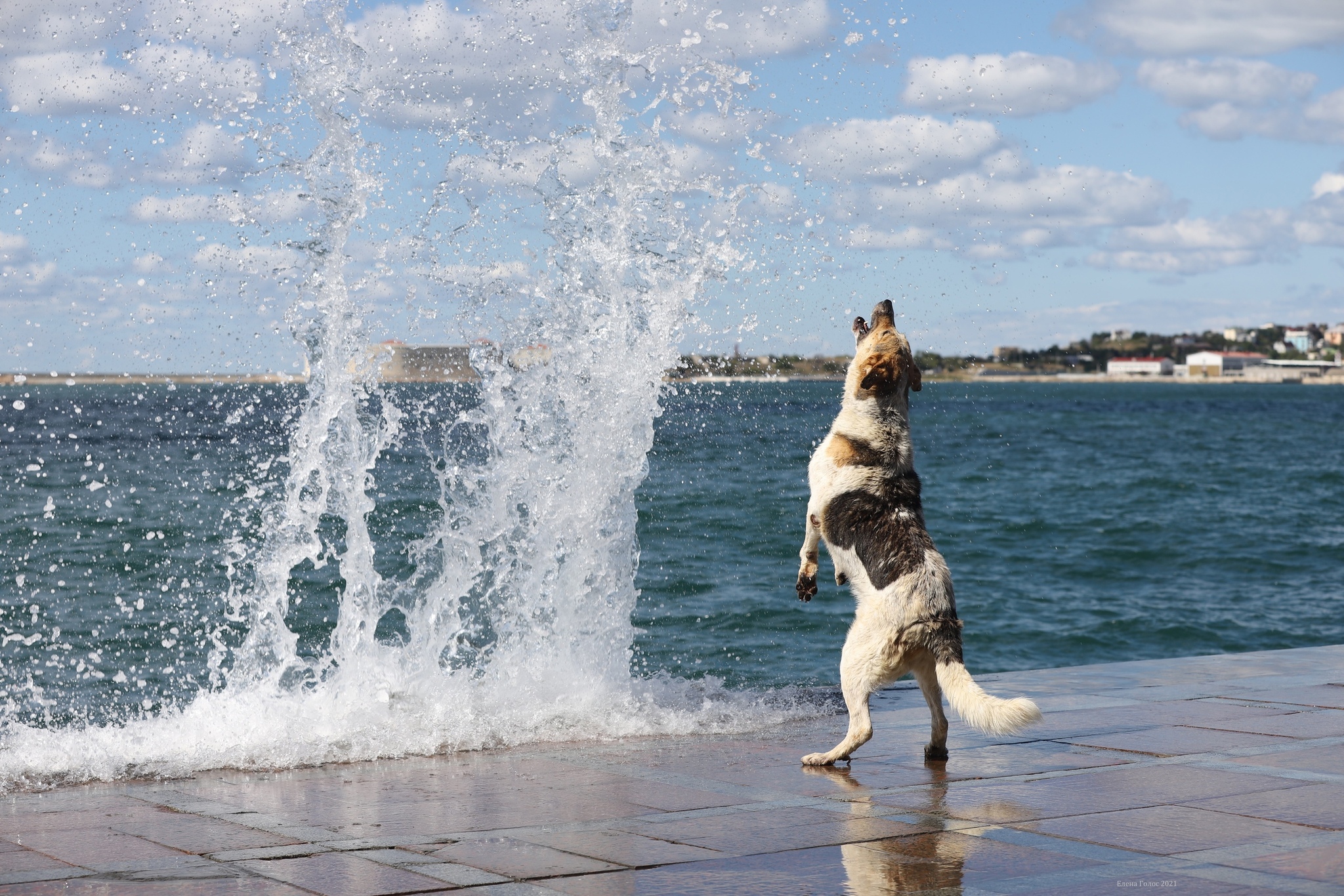 Just enjoying life... - Dog, Black Sea, Sevastopol