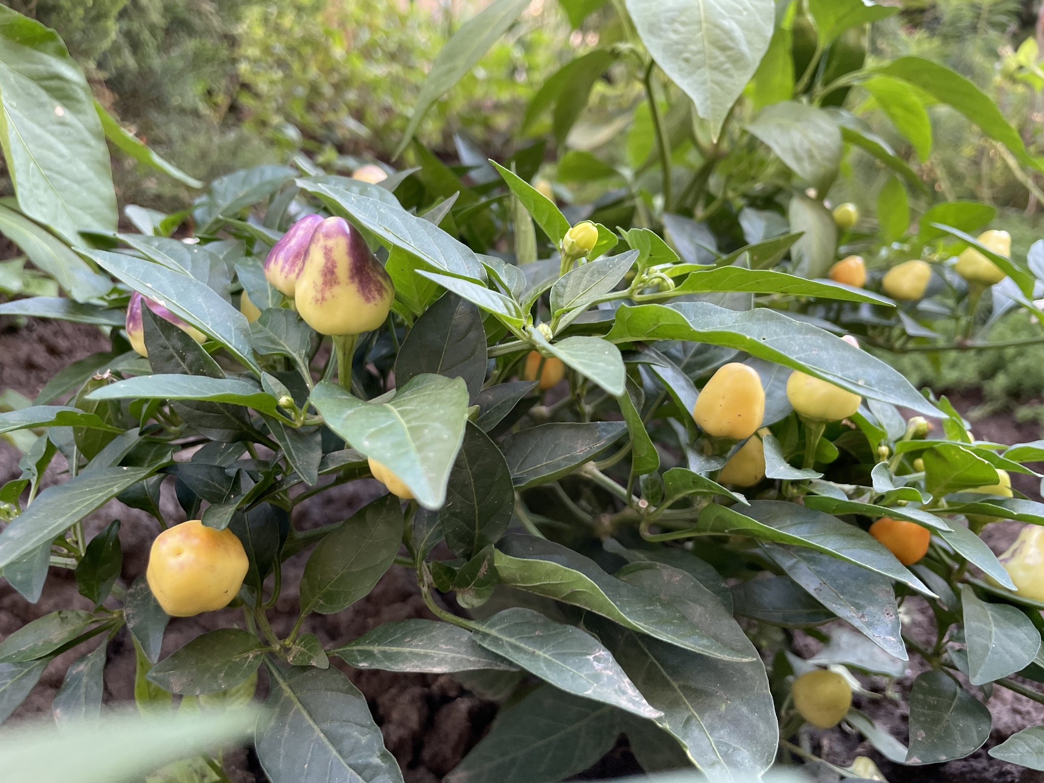 Guys from our yard - Hot peppers, Courtyard, Entrance, Flower bed, Longpost