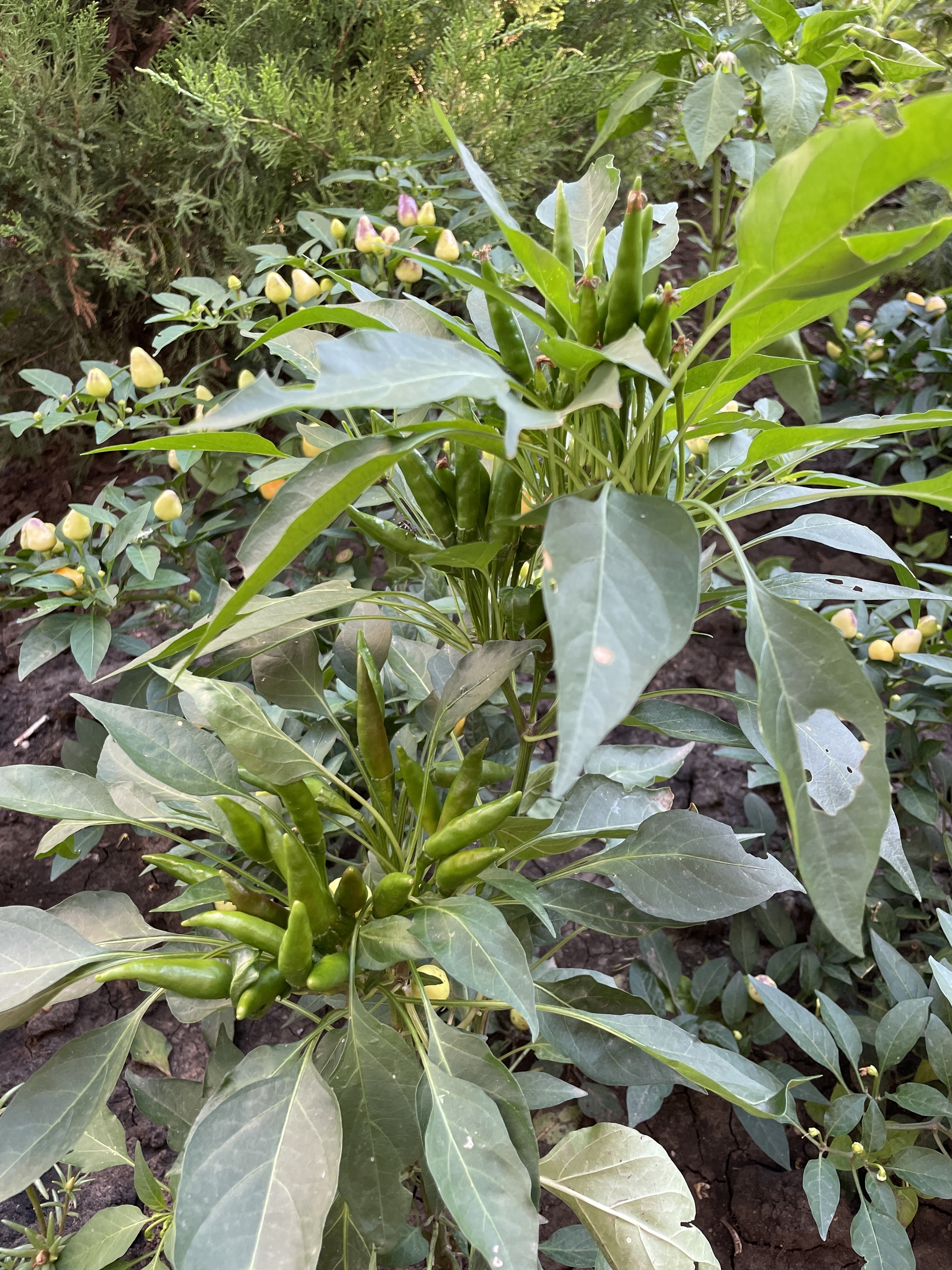 Guys from our yard - Hot peppers, Courtyard, Entrance, Flower bed, Longpost