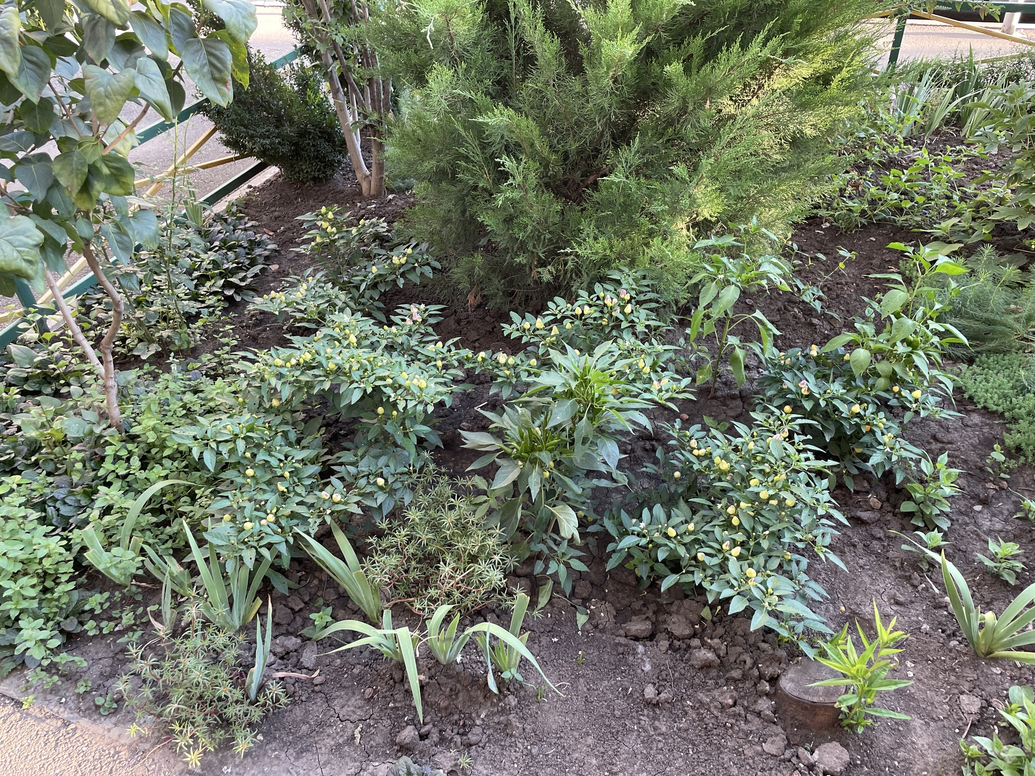 Guys from our yard - Hot peppers, Courtyard, Entrance, Flower bed, Longpost