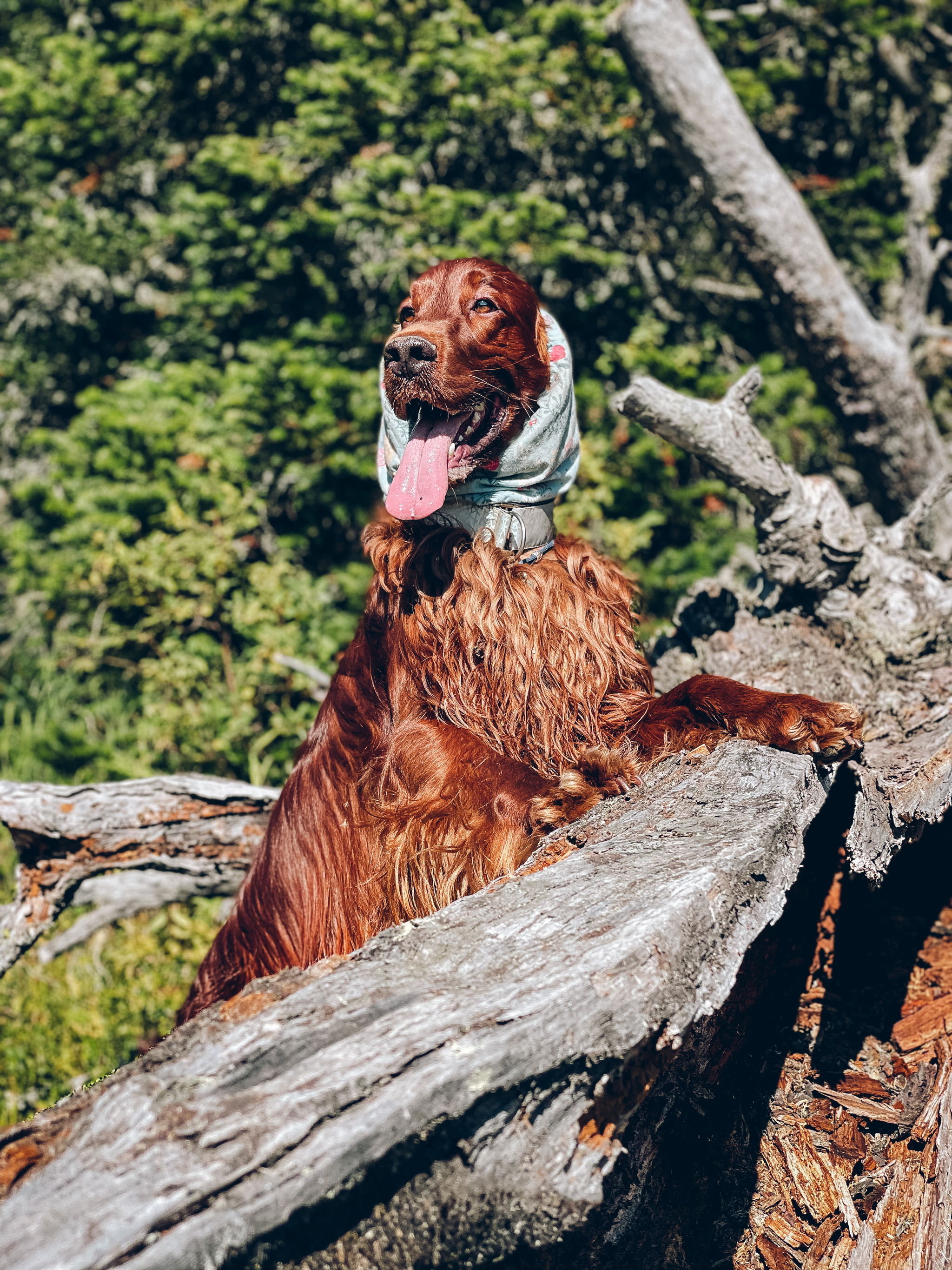 Saturday. - My, Krasnoyarsk region, The mountains, Hike, Hiking, Dog, The photo, Holidays in Russia, Leisure, Longpost