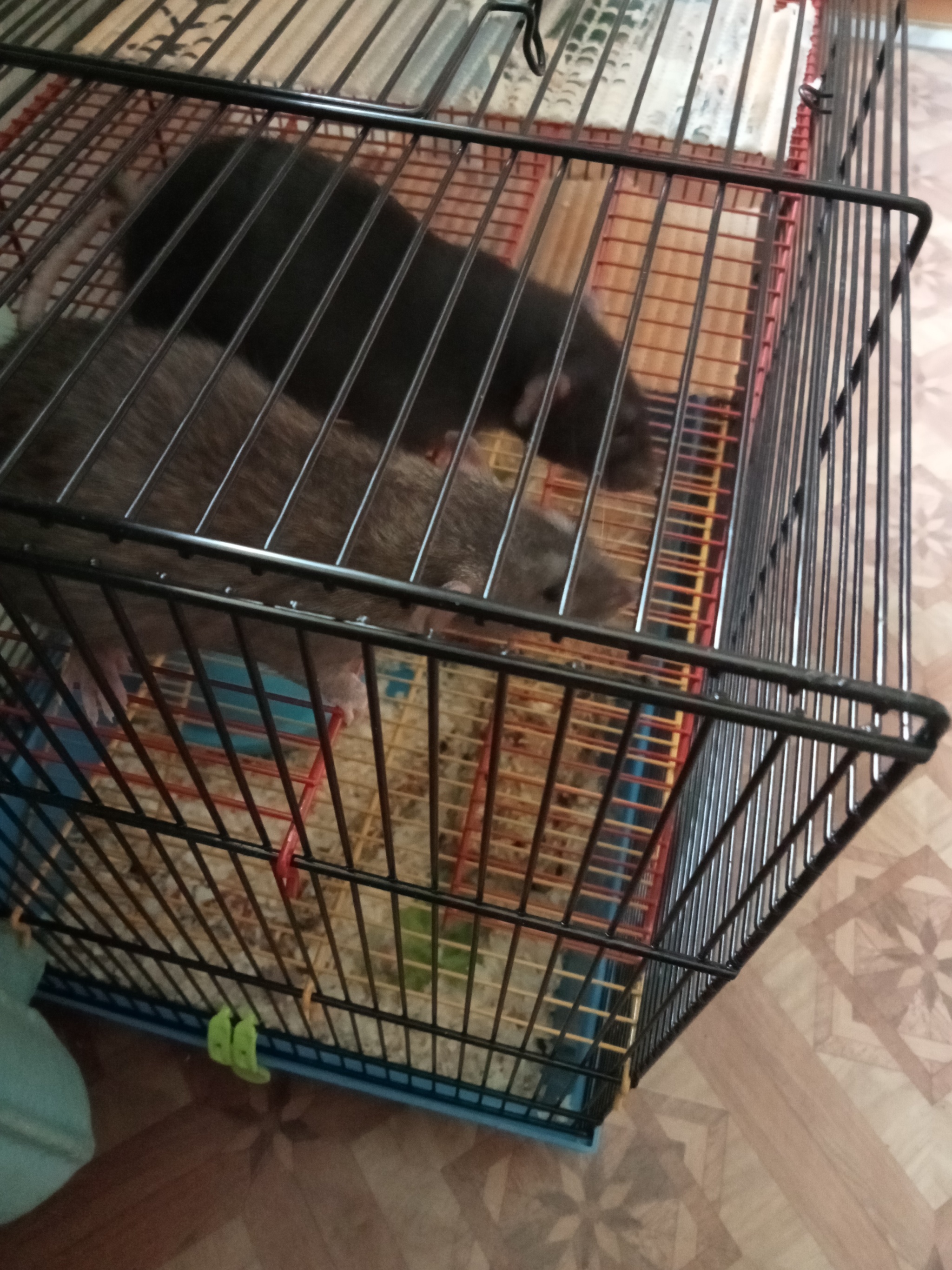 Housewarming - My, Decorative rats, Milota, Longpost