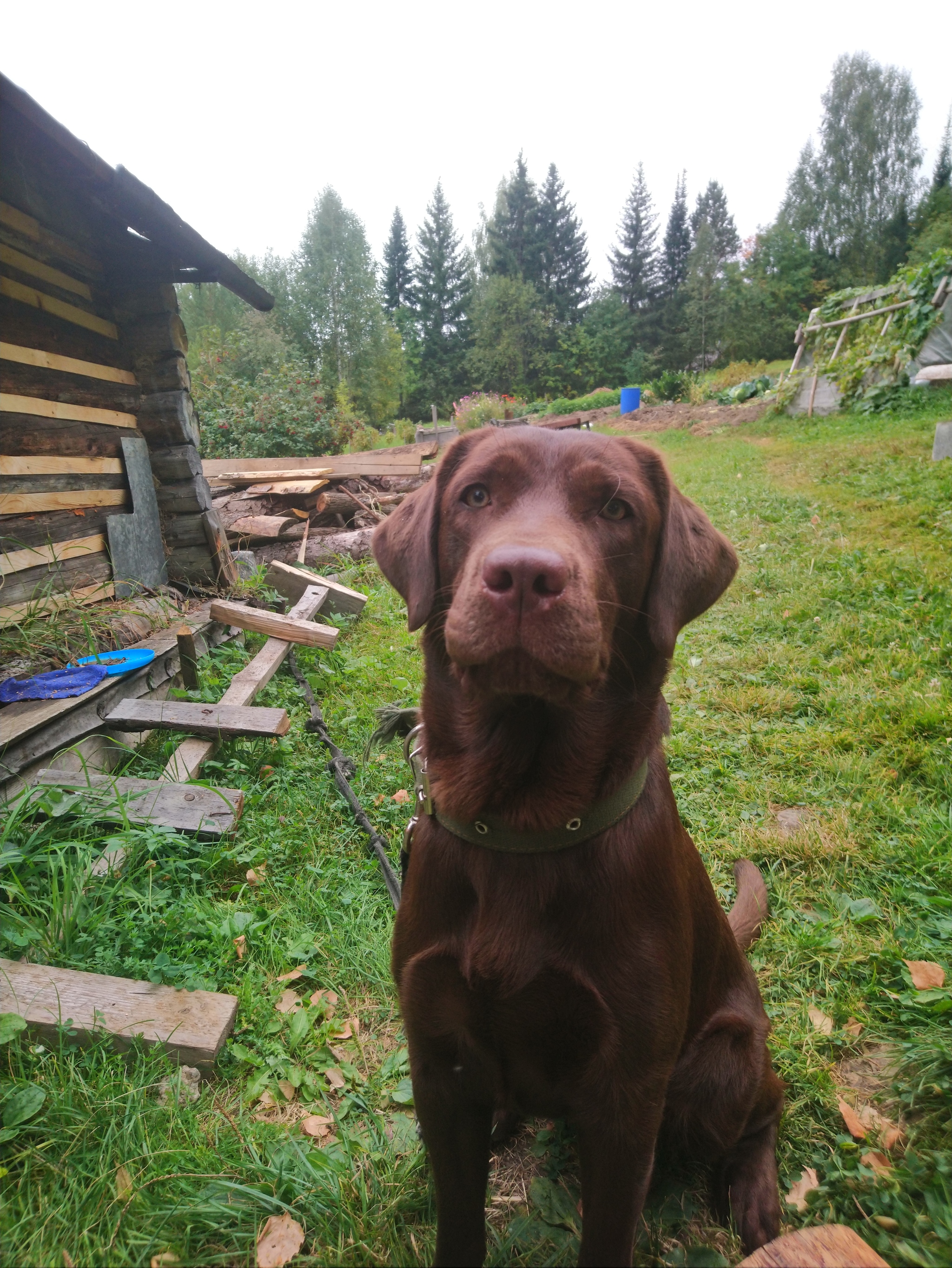 Labrador in your feed)) - Labrador, Dacha, Dog, Longpost, Retriever