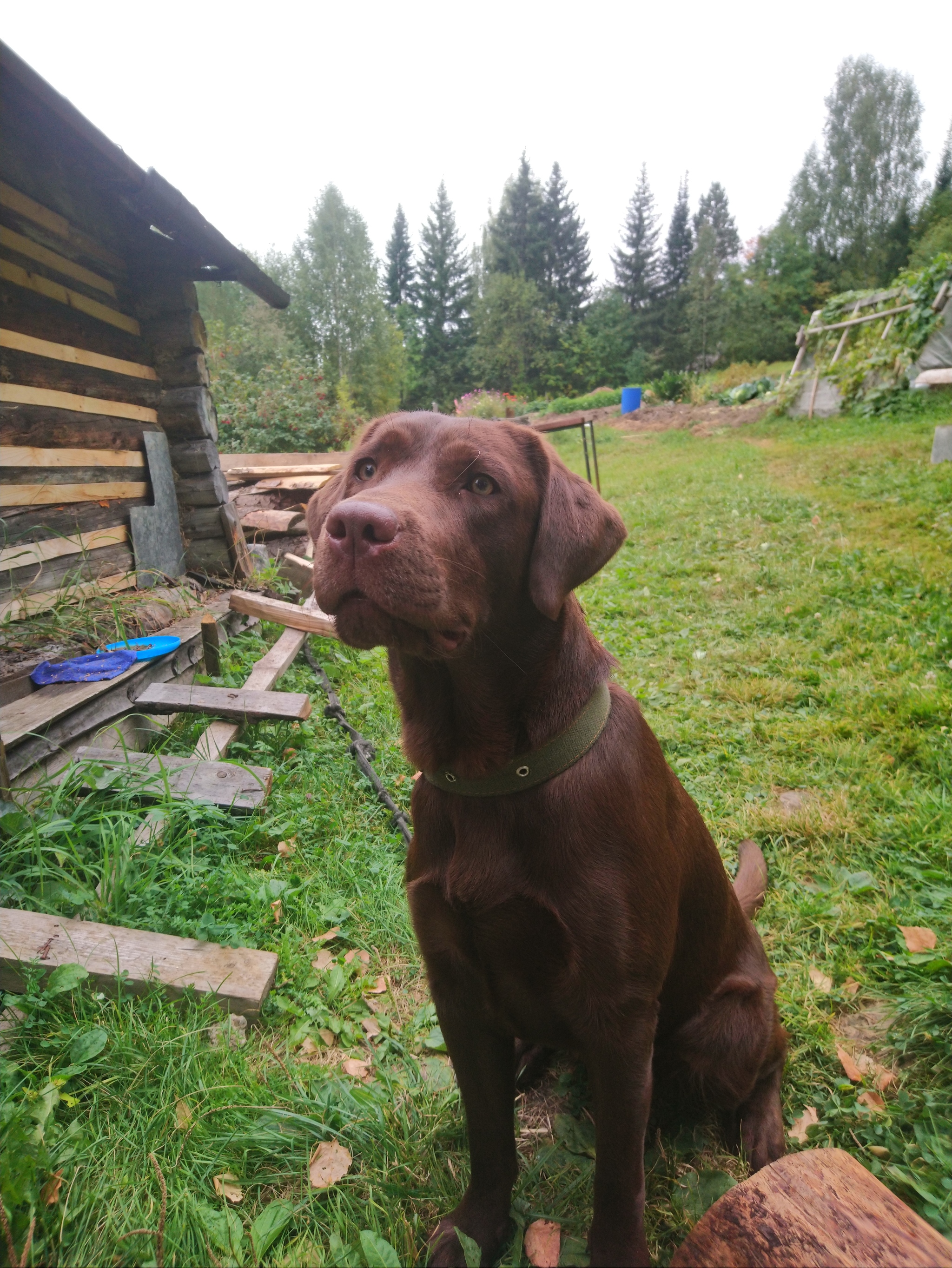 Labrador in your feed)) - Labrador, Dacha, Dog, Longpost, Retriever