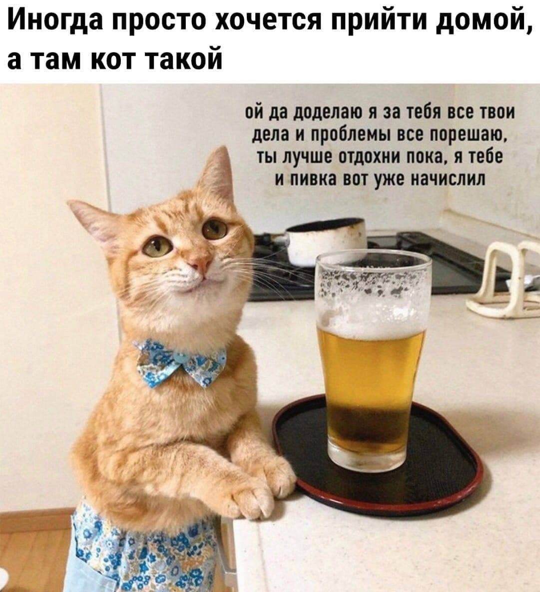 Мне б такого кота - Кот, Пиво, Позитив