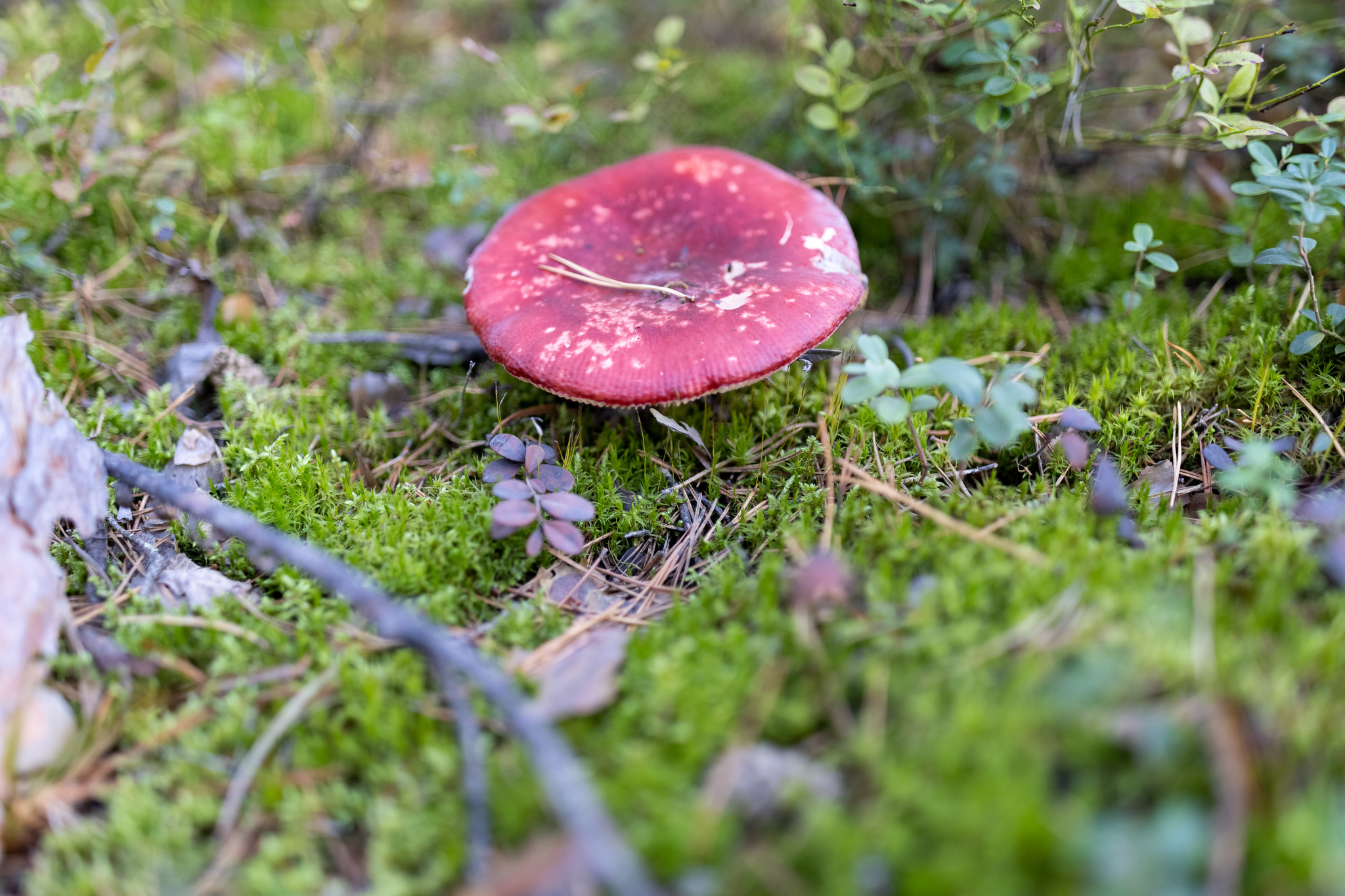 For those who haven't been to the forest this year - My, The photo, Forest, Mushrooms, Porcini, Boletus, moon, Boletus, Longpost