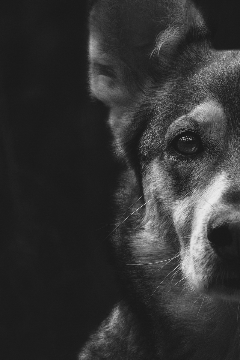 Goonies - My, Dog, Mestizo, Black and white photo, Animalistics, Nikon D750, The photo