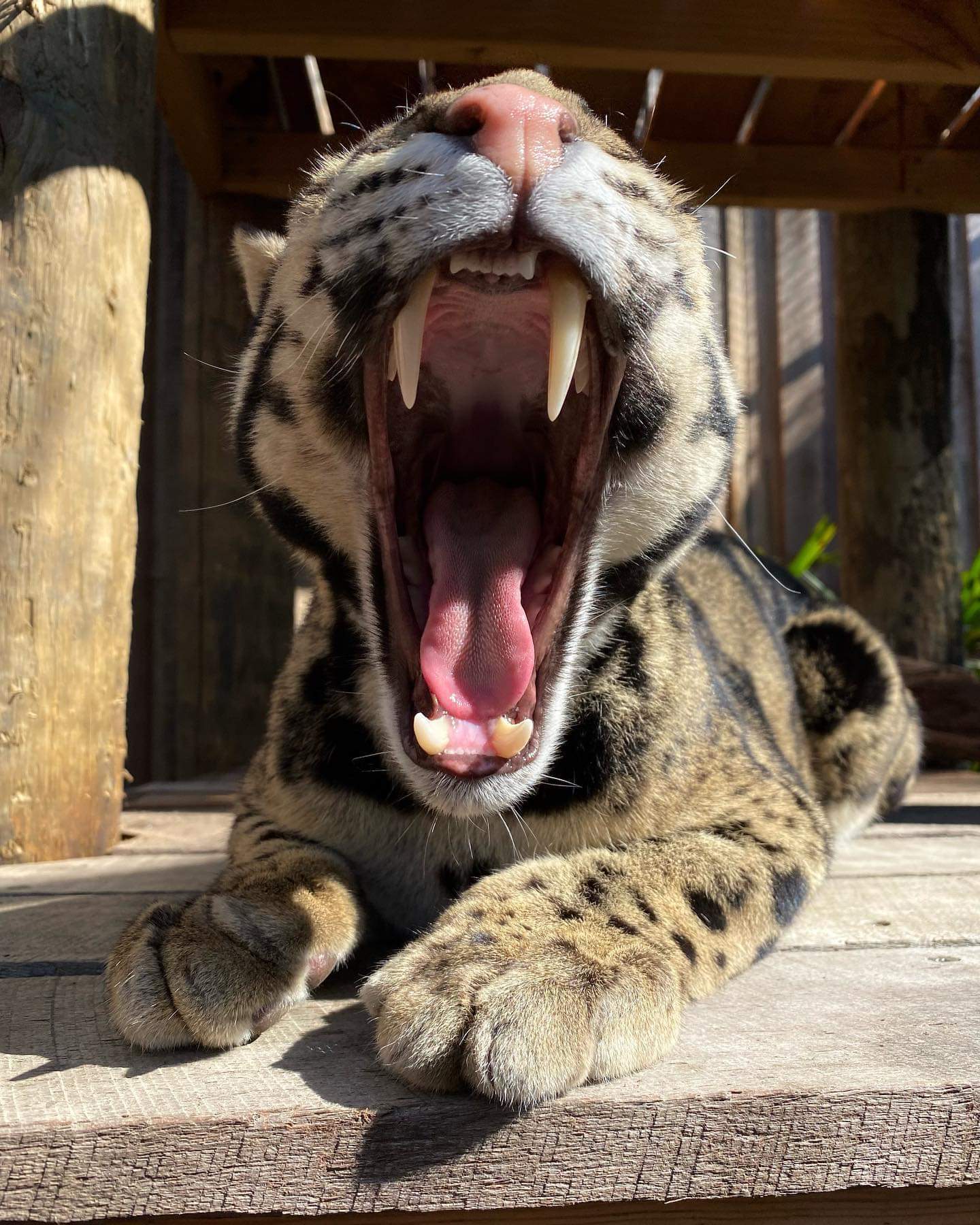 Cute face of the descendants of saber-toothed tigers - Leopard, Clouded leopard, Big cats, Cat family, Wild animals, Predatory animals, Milota, Wild cat center, , Australia, Animal Rescue, Animal protection, Longpost, Reserves and sanctuaries