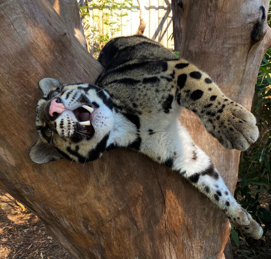 Sweet and kind smile - Clouded leopard, Big cats, Milota, Wild animals, Australia, Reserves and sanctuaries, Cat family, Wild cat center, , Pet the cat